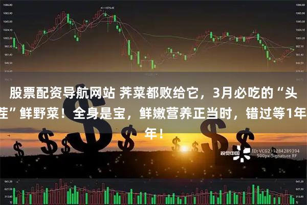 股票配资导航网站 荠菜都败给它，3月必吃的“头茬”鲜野菜！全身是宝，鲜嫩营养正当时，错过等1年！
